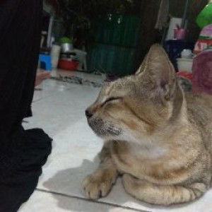 Luki dia utariningrum profile icon