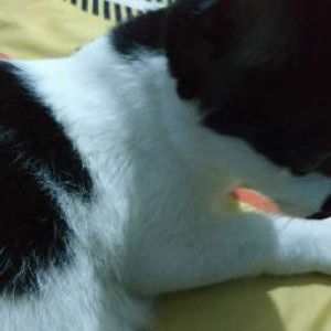 Novi Ariyanti profile icon