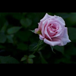 Dessi Ratna S profile icon