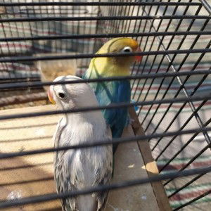 Alldy Astra Ngenget profile icon