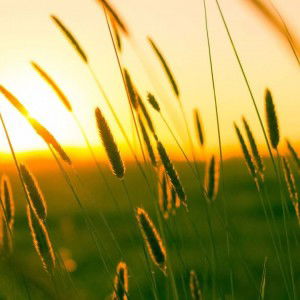 Rida Parida profile icon