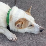 Borey Morata profile icon