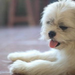Shiroo Shiroo profile icon