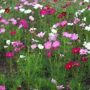 Oam Oam profile icon