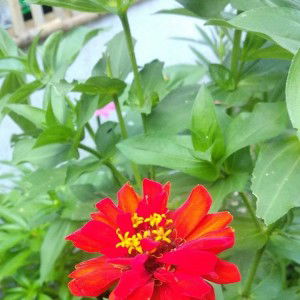 Erna Triwidya profile icon