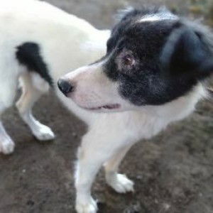 Roma Tan profile icon