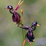 Nuur Hakiimah profile icon