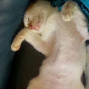 vanilla coklat profile icon