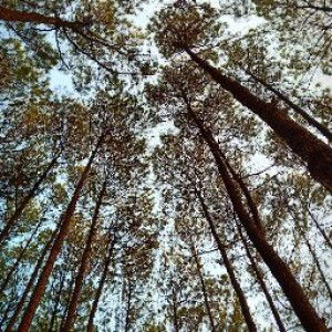 NaBiyeh profile icon