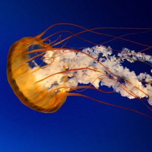 nurul fitriyana profile icon