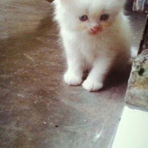 Siti Qotimah profile icon