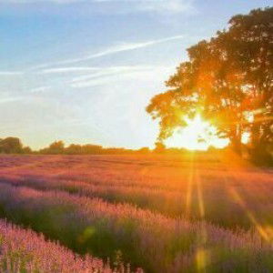 Siti Muropah profile icon