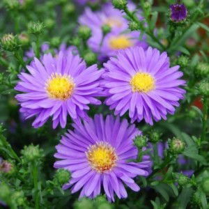 Chloe Ann profile icon