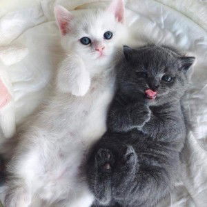 Bhevz Aled Airbmo profile icon