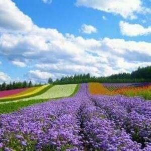 Fitri Cahaya profile icon