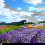 Fitri Cahaya profile icon