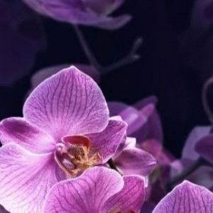 Puspitha profile icon