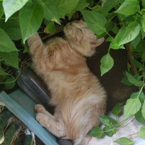 Sherlee Ozillee profile icon