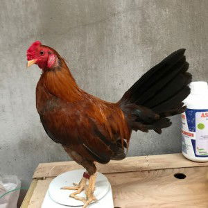 Hiệp Nguyễn 0919345696 profile icon