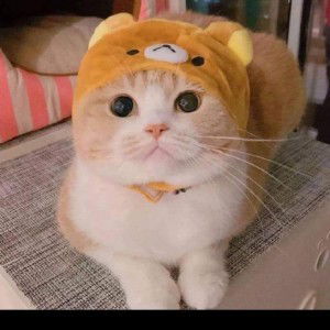 Hồng Chiêu Nguyện profile icon