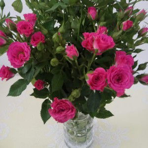 desire martha profile icon