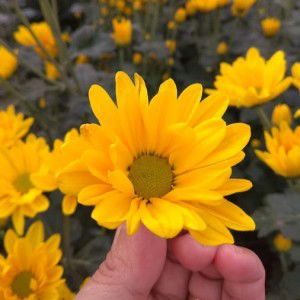 yudia risnawati profile icon