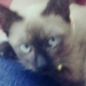 ari sow profile icon