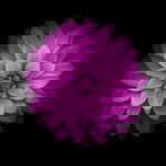 M_Diah profile icon