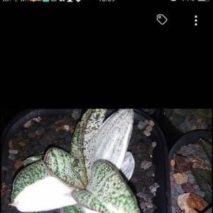 Desi Nur Serii profile icon