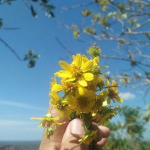 Dwi Astutik profile icon