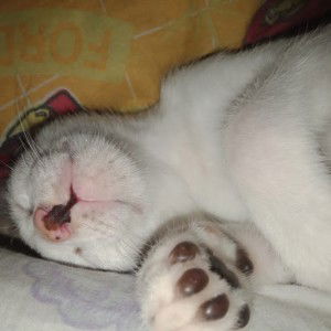 NANANALA kitty profile icon