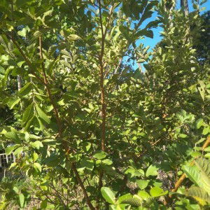 Rido Hermansyah profile icon