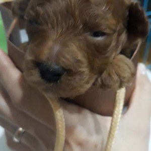 Lê Ánh Ngọc profile icon