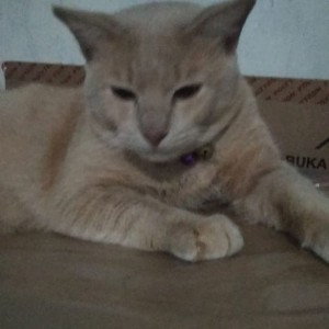 Siti Julaeha profile icon