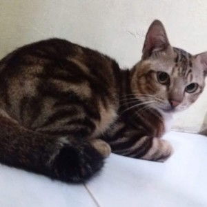 Fazizah HN profile icon