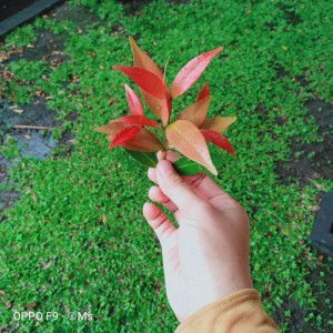 Maya SavitRy profile icon