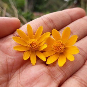 Ummu Atifa profile icon