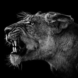 สัตว์โลก profile icon