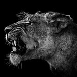 สัตว์โลก profile icon