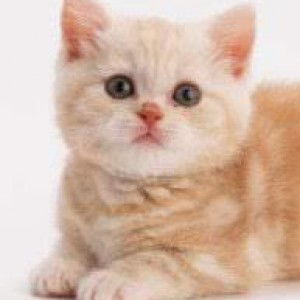 amah mukarramah profile icon