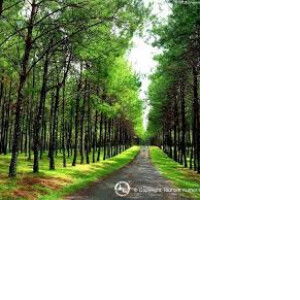 พ่อฉัตรกล้า แม่ทัดดาว profile icon