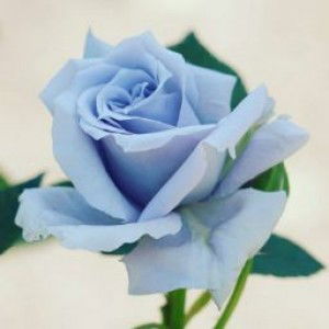 Anisa Hidayati profile icon