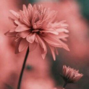 MAISARAH BINTI ABU HASSAN profile icon