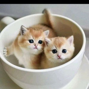 Fitrie Chiee Cuby profile icon