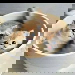 Fitrie Chiee Cuby profile icon