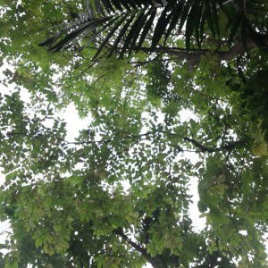 แสนดี ทองอยู่ profile icon