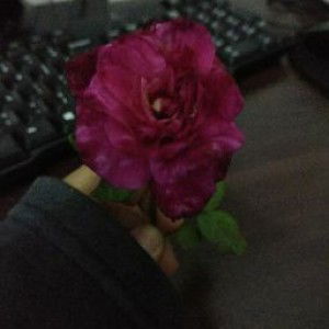 Dwi Indah profile icon