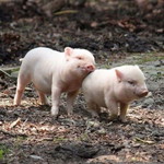 พรุ่งนี้ต้องดีกว่า จุ๊บ จุ๊บ profile icon