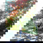 Khariz Romasanta Tuiza profile icon