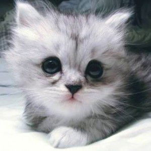 Kyreen Zira profile icon